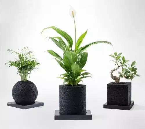 怎么除甲醛靠得牢？竹炭、植物成***“騙局”