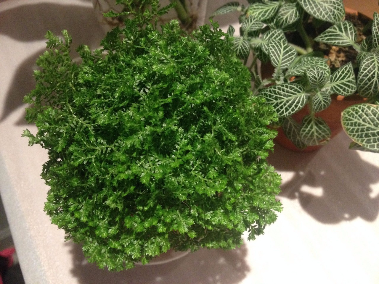 怎么除甲醛靠得牢？竹炭、植物成***“騙局”