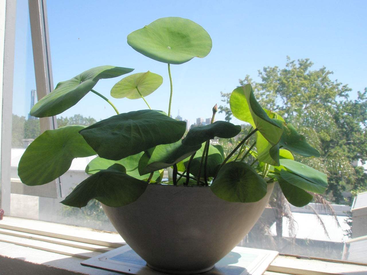 長(zhǎng)春藤可吸收甲醛，蘆薈在晚上可吸收二氧化碳進(jìn)行治理