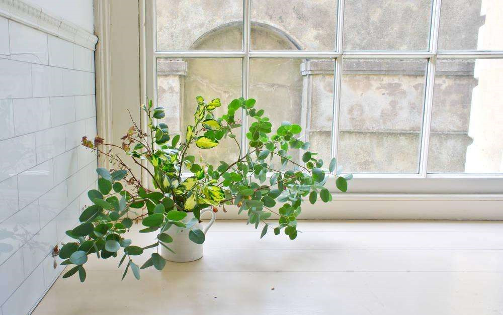 長(zhǎng)春藤可吸收甲醛，蘆薈在晚上可吸收二氧化碳進(jìn)行治理