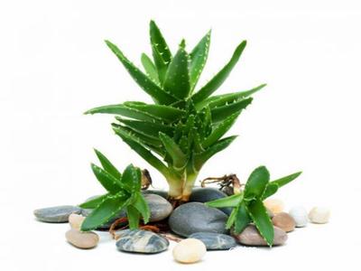 去除房間甲醛的植物有哪些？