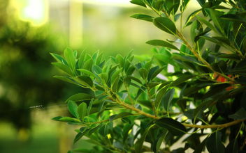 杭州空氣檢測公司最不推薦的除甲醛方法！