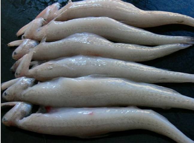 黑心商家添加甲醛讓蝦蟲孱“保鮮”？