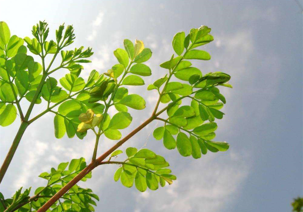 除甲醛的植物有哪些？為了家人趕緊來看看（值得收藏）！