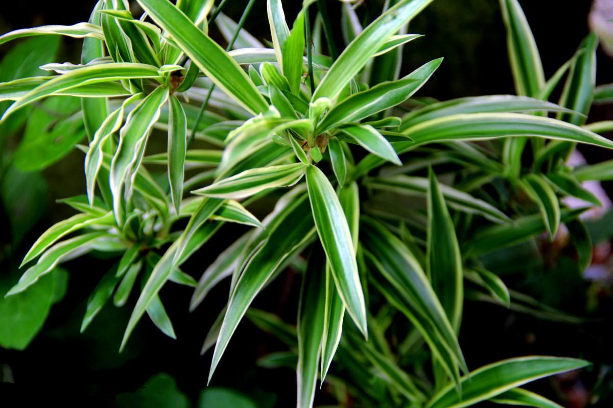 室內(nèi)沒有味道就可以放心入住了嗎？