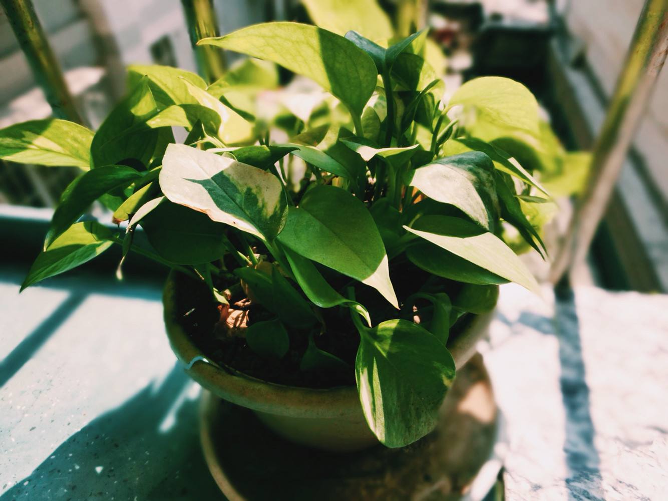 植物能治理甲醛嗎？科學(xué)使用植物很重要