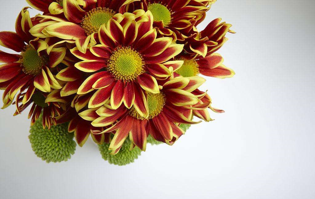 植物可以去甲醛嗎？甲醛治理原理是什么