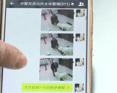 有問題找警察，薩摩耶派出所報(bào)案，不注意這件事，對狗狗致命，警察蜀黍卻幫不上忙！