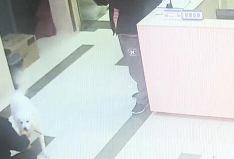 有問題找警察，薩摩耶派出所報(bào)案，不注意這件事，對狗狗致命，警察蜀黍卻幫不上忙！