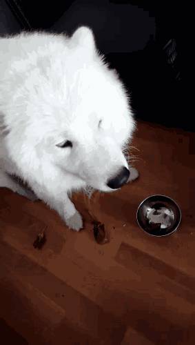 有問題找警察，薩摩耶派出所報(bào)案，不注意這件事，對狗狗致命，警察蜀黍卻幫不上忙！