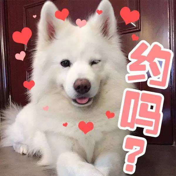 有問題找警察，薩摩耶派出所報(bào)案，不注意這件事，對狗狗致命，警察蜀黍卻幫不上忙！