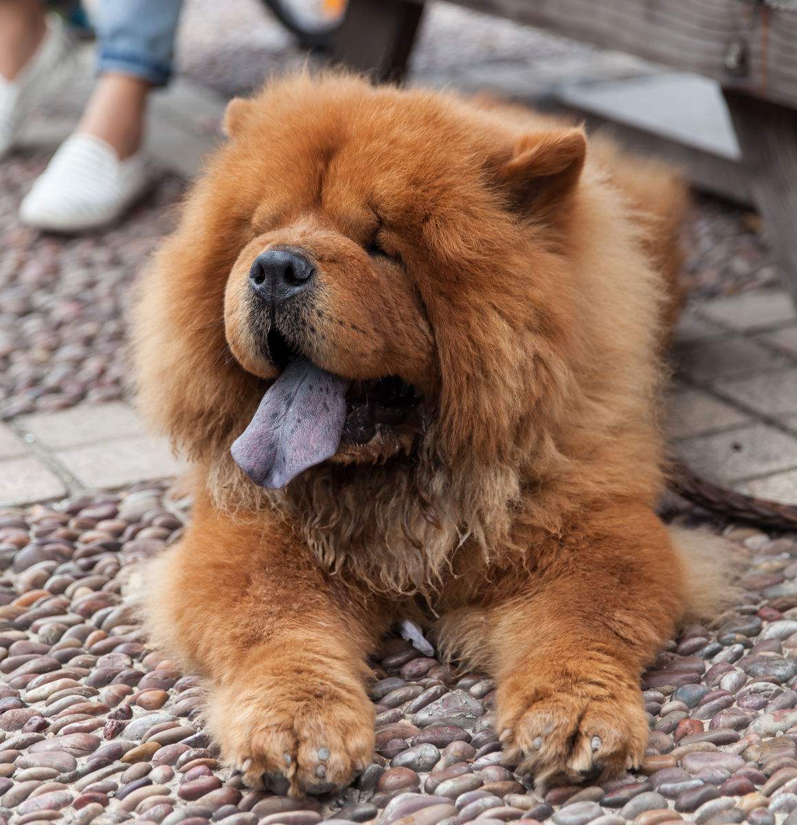 有問題找警察，薩摩耶派出所報(bào)案，不注意這件事，對狗狗致命，警察蜀黍卻幫不上忙！