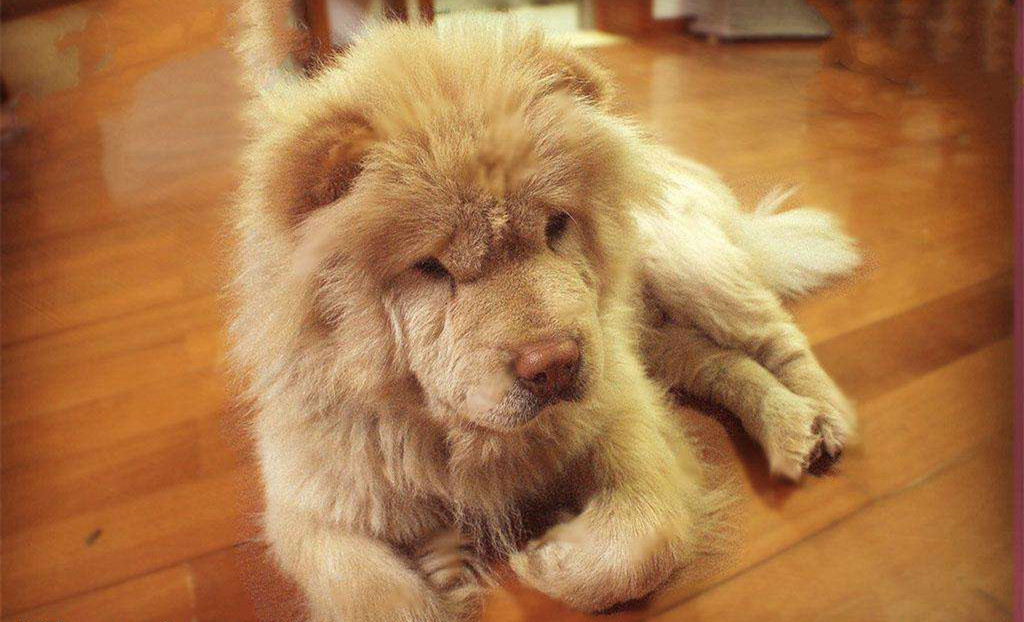 有問題找警察，薩摩耶派出所報(bào)案，不注意這件事，對狗狗致命，警察蜀黍卻幫不上忙！