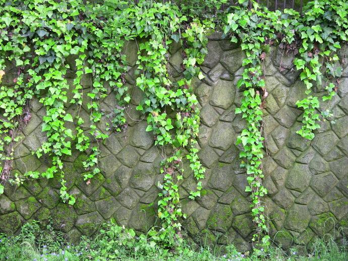 綠色植物大作戰(zhàn)，顏值***的凈化空氣方法