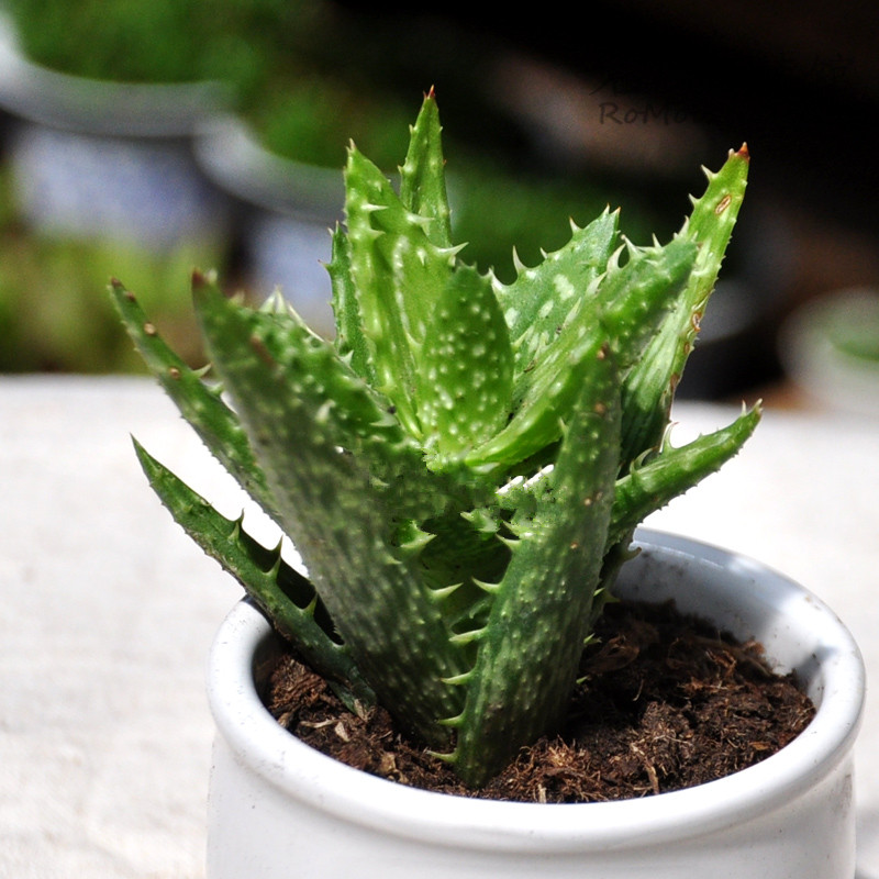 綠色植物大作戰(zhàn)，顏值***的凈化空氣方法