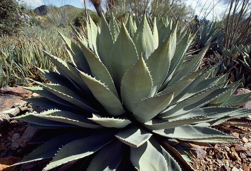 綠色植物大作戰(zhàn)，顏值***的凈化空氣方法