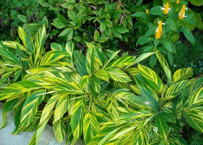 新房除甲醛，您一定不會(huì)失手！