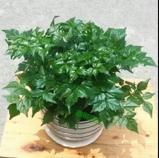 家中旺位和衰位在哪里？三分鐘學(xué)習(xí)室內(nèi)風(fēng)水學(xué)