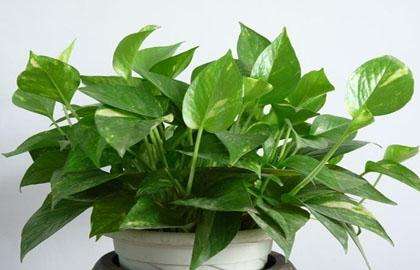 什么植物可以凈化空氣？