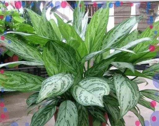 什么植物可以凈化空氣？