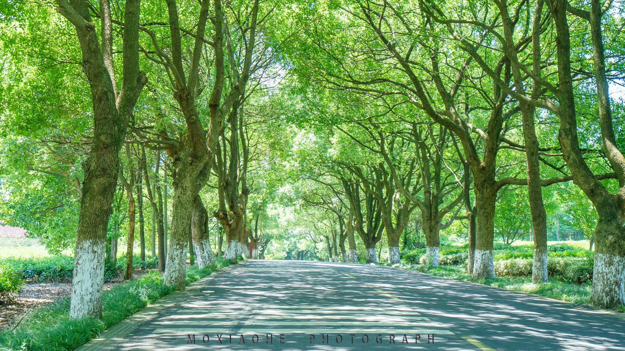 #助力高考# 保存好你的高考準考證，創(chuàng)綠家送您安“醛”一夏！