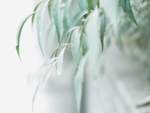 清明 | 安然一生，歲月清明