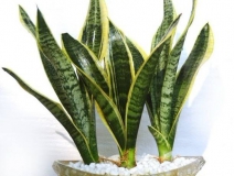 用什么植物除甲醛最好？