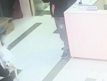 有問題找警察，薩摩耶派出所報(bào)案，不注意這件事，對(duì)狗狗致命，警察蜀黍卻幫不上忙！