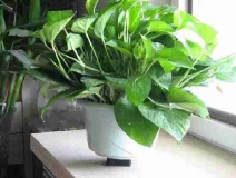 4個(gè)信號(hào)說明家里要除甲醛了，你發(fā)現(xiàn)了嗎