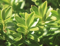 用這五個(gè)辦法進(jìn)行去除房間甲醛，入住后，絕不后悔！