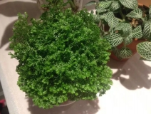 這幾種植物擺家中，空氣清新一整年！