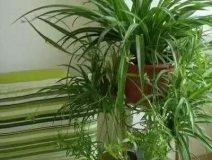 除甲醛，竹炭綠植不給力