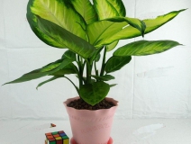 哪些植物可以除甲醛，本事最大呢？