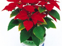 甲醛治理是找除甲醛公司還是自己做好？