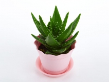 去除房間甲醛的植物有哪些？