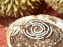 成分中有甲醛蚊香立馬變毒香，甚至還會(huì)致癌……