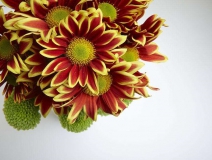 除甲醛的植物有哪些？為了家人趕緊來看看（值得收藏）！