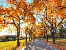 秋季新房裝修怎么樣進行甲醛治理呢？