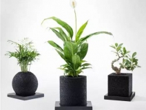 怎么甲醛治理靠得牢？竹炭、植物成最大“騙局”