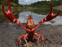 十三香、麻辣、清蒸、冰鎮(zhèn)小龍蝦，我卻吃到了甲醛“毒”龍蝦！