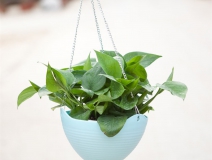 記住這四條規(guī)則，巧用植物甲醛治理！