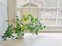 長春藤可吸收甲醛，蘆薈在晚上可吸收二氧化碳進行治理