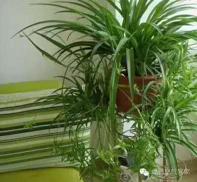 除甲醛，竹炭綠植不給力