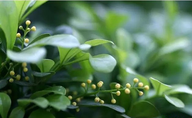 活性炭除甲醛有效嗎？