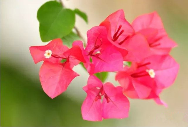 活性炭除甲醛有效嗎？