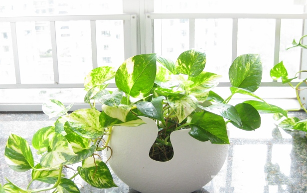 別大意！七大除甲醛“誤區(qū)”，信了你反而會(huì)生病！通風(fēng)、綠植、活性炭、熏蒸……你中招了嗎？