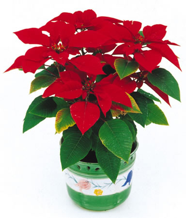 甲醛治理是找除甲醛公司還是自己做好？