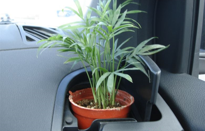 哭笑不得！這三個(gè)誤解居然讓車(chē)內(nèi)甲醛超標(biāo)嚴(yán)重！